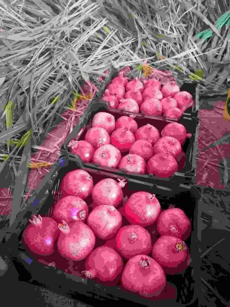 تصویر 1 از انار یاقوتی شهرضا + فروش عمده
